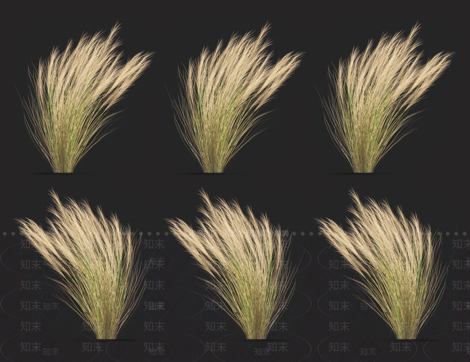 马尾针茅3D模型下载【ID:1123693327】