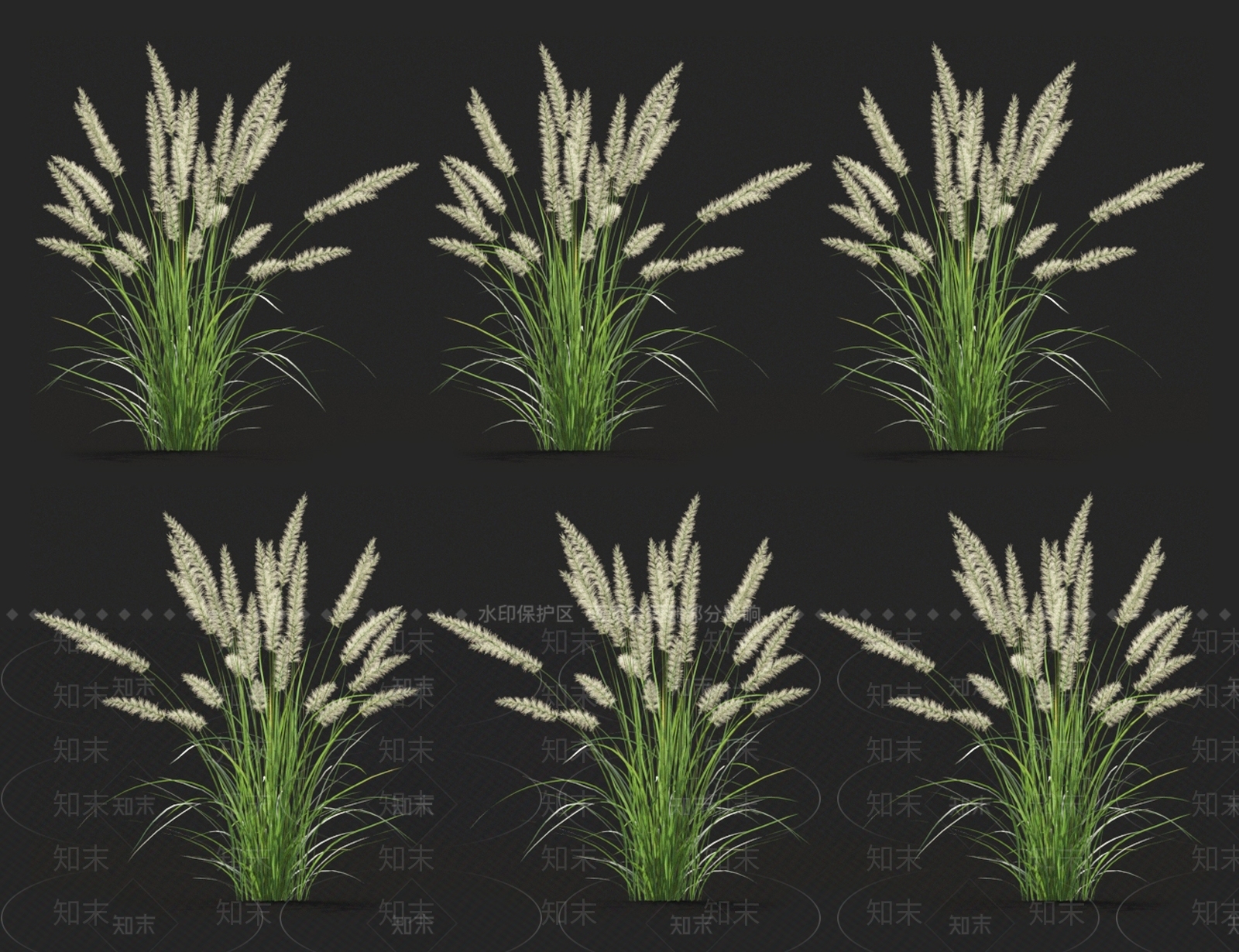 狼尾草3D模型下载【ID:1123696742】