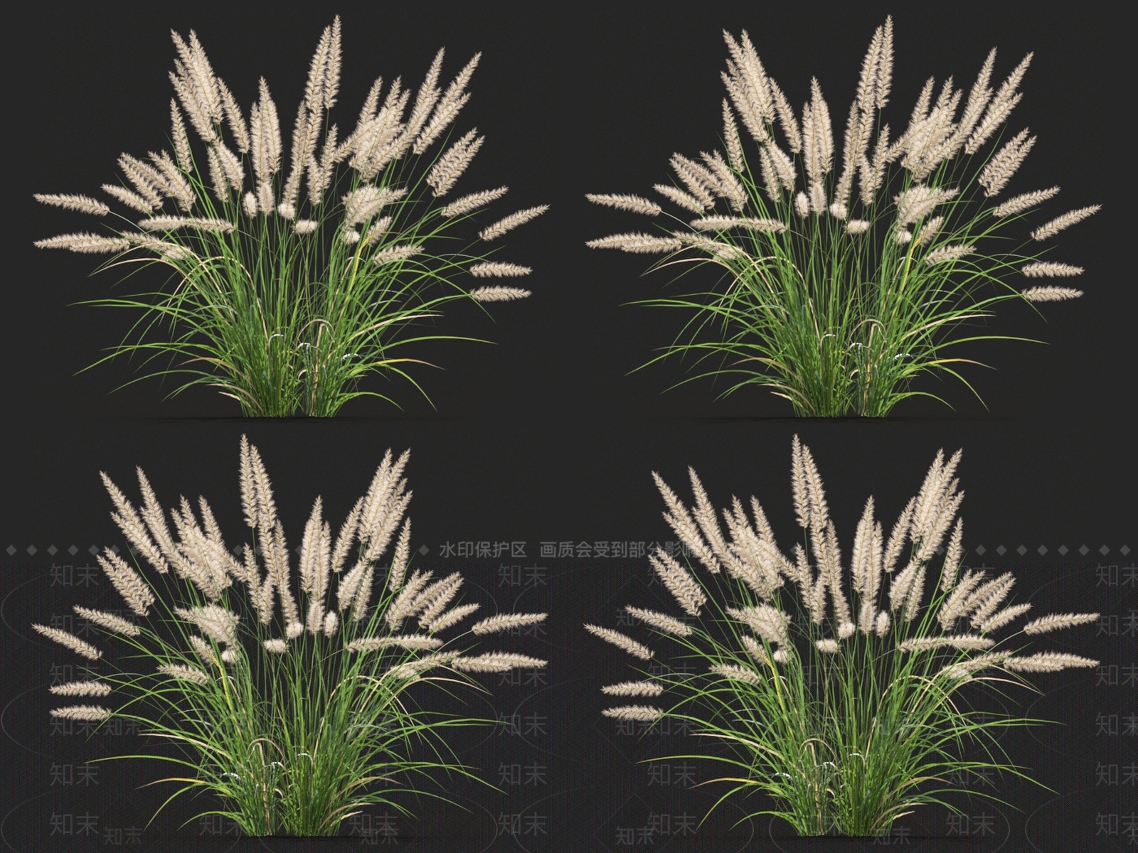 狼尾草3D模型下载【ID:1123697318】