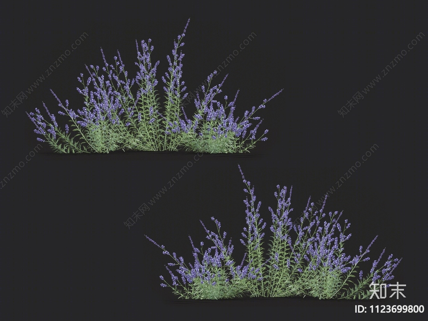 滨藜叶分药花3D模型下载【ID:1123699800】