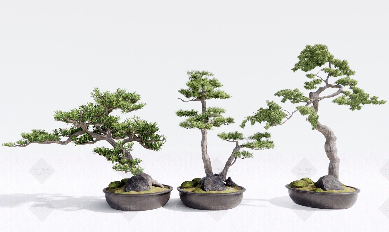 松树盆栽3D模型下载【ID:1124269242】