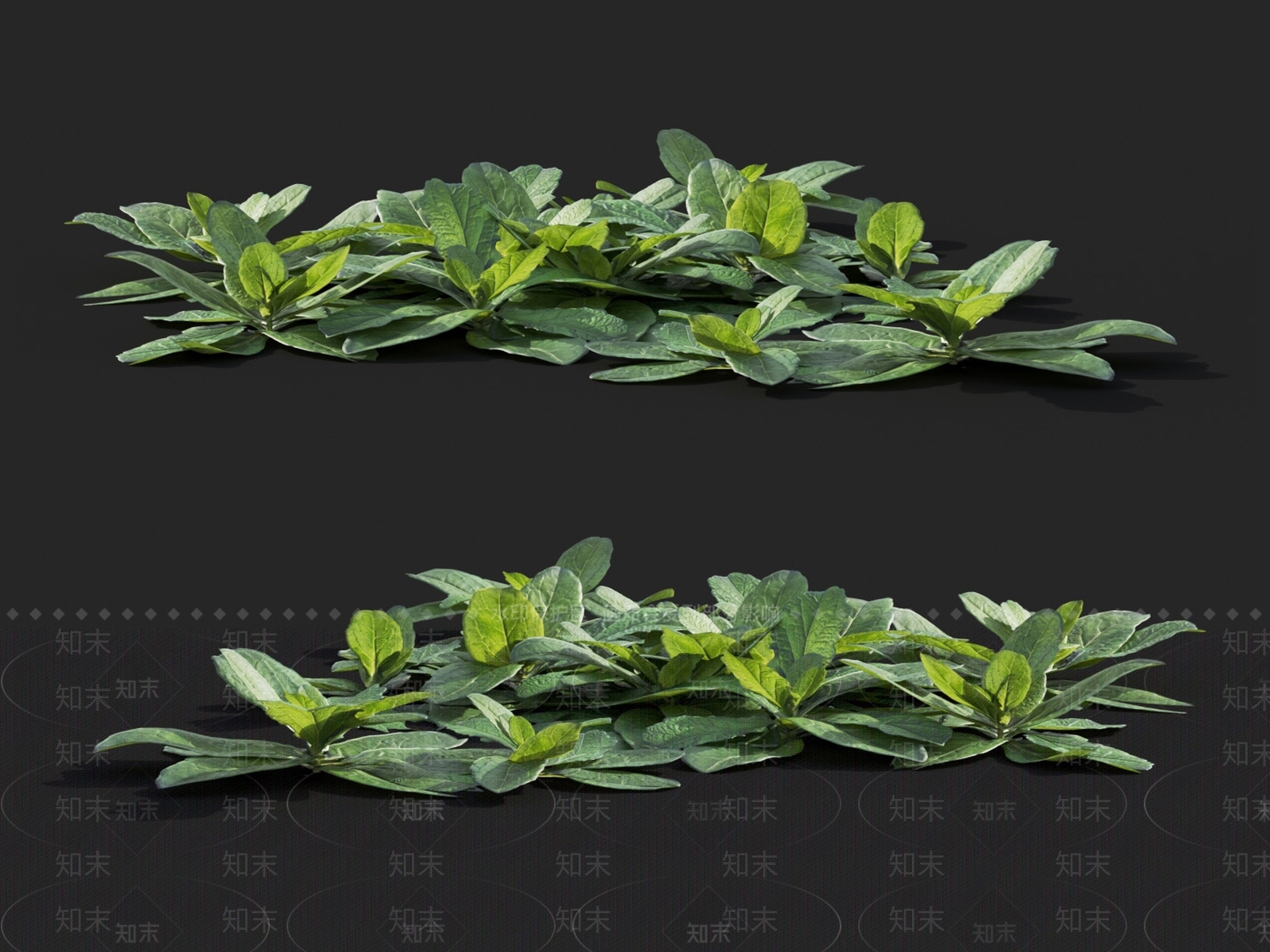 筋骨草3D模型下载【ID:1124529128】