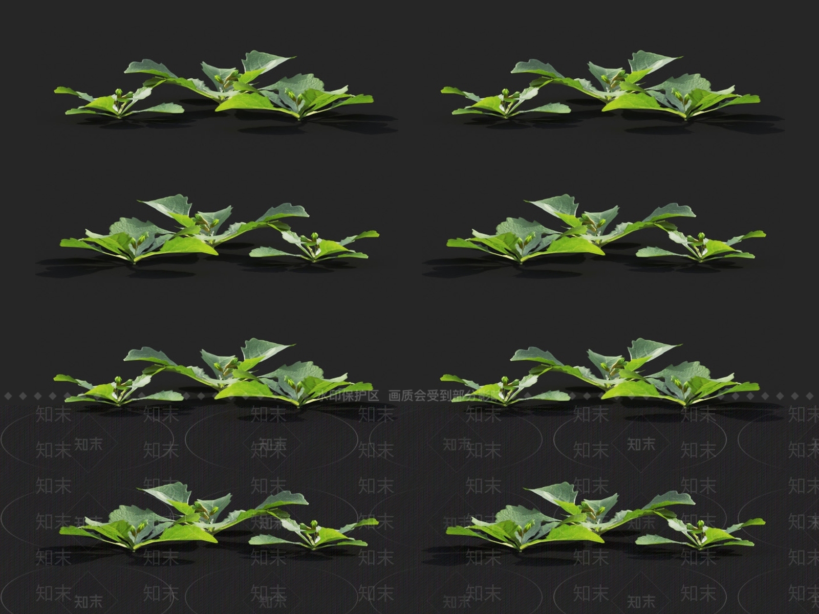 通泉草3D模型下载【ID:1124536821】