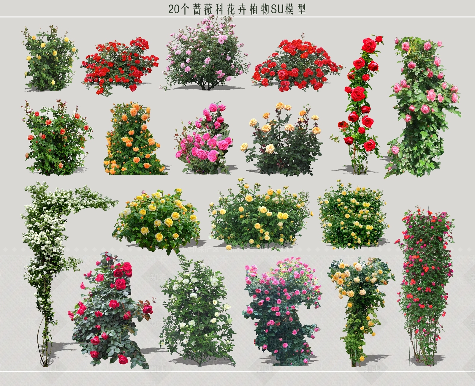 2D蔷薇花SU模型下载【ID:1124683591】