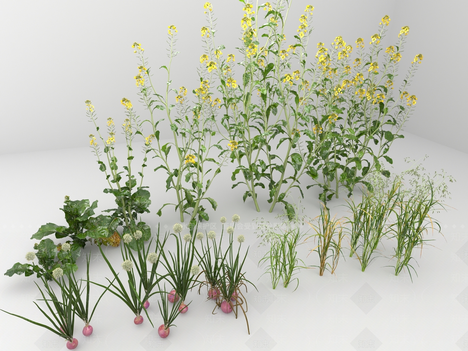 大葱3D模型下载【ID:1124747961】