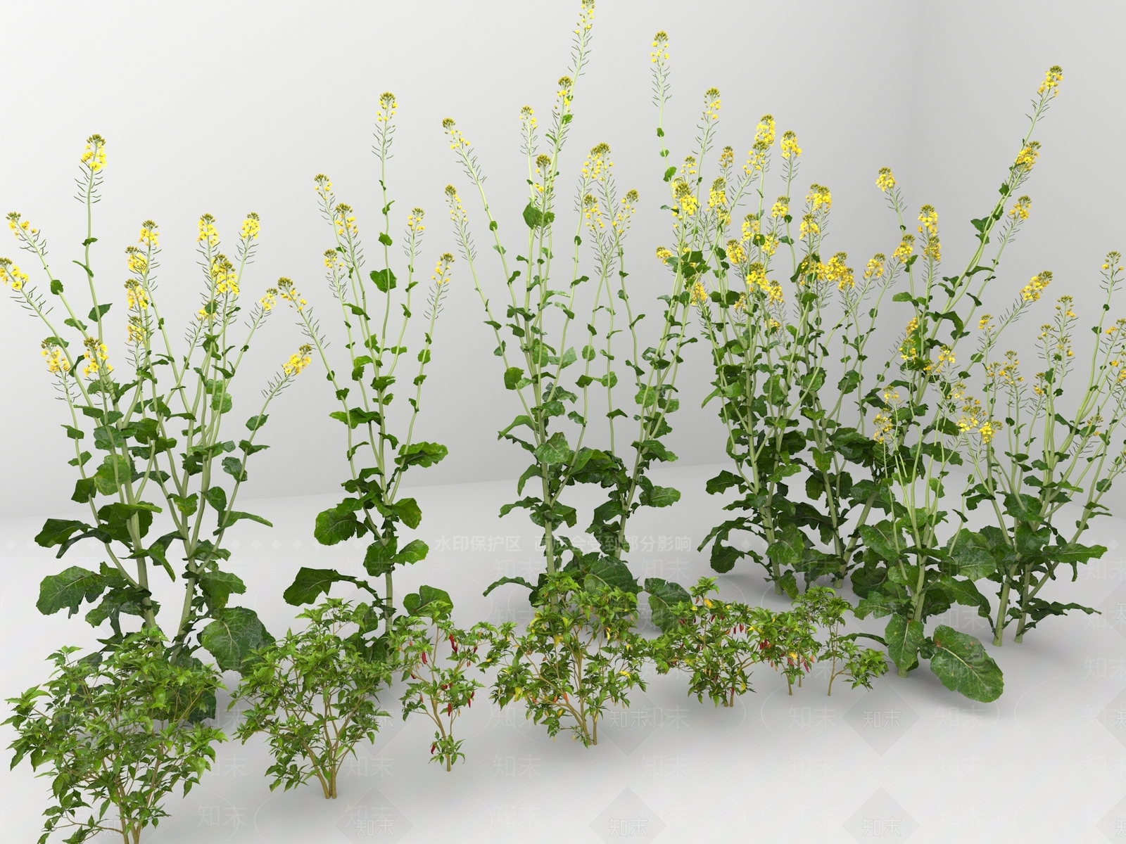 油菜花3D模型下载【ID:1124749210】