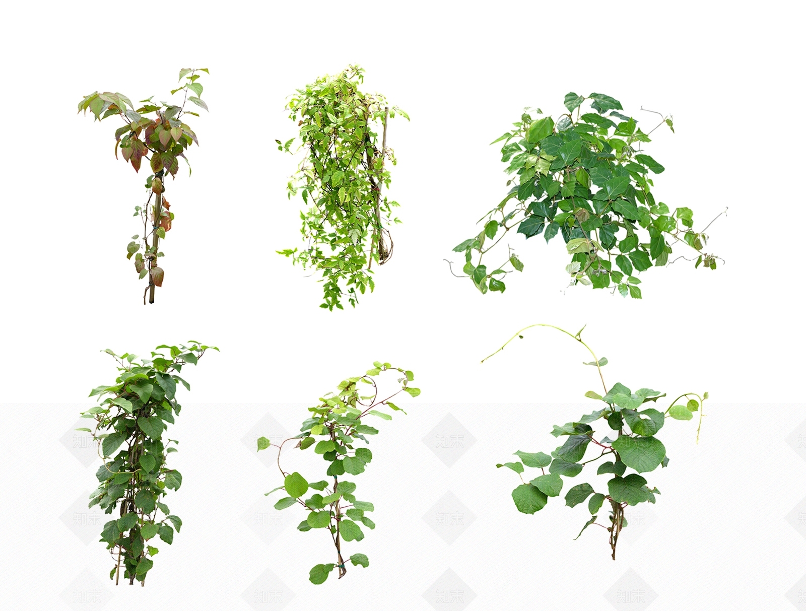2D藤蔓藤本植物SU模型下载【ID:1124933512】
