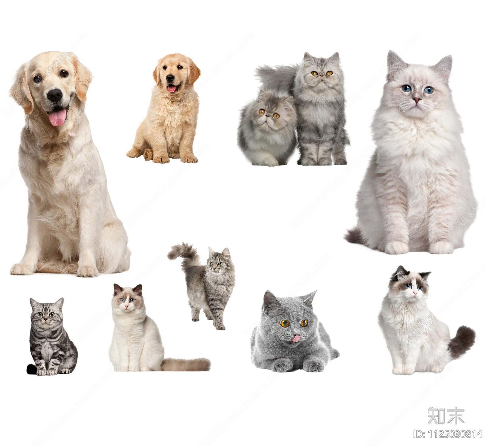 猫设计素材精品下载_知末网