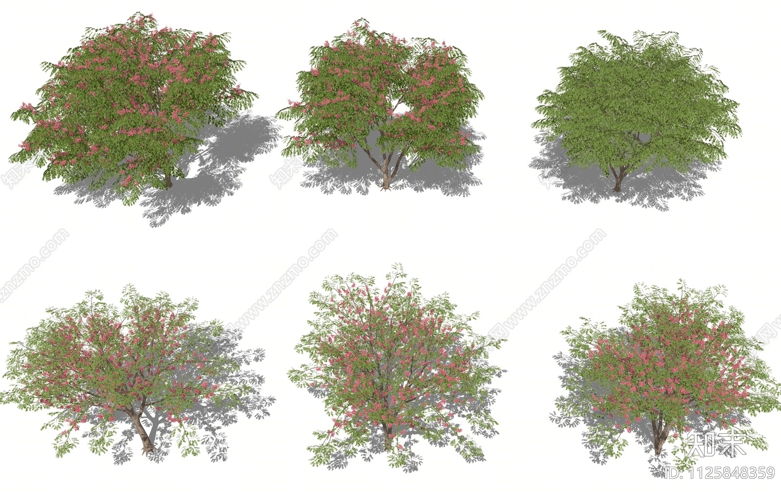 决明树景观乔木树木组合SU模型下载【ID:1125848359】