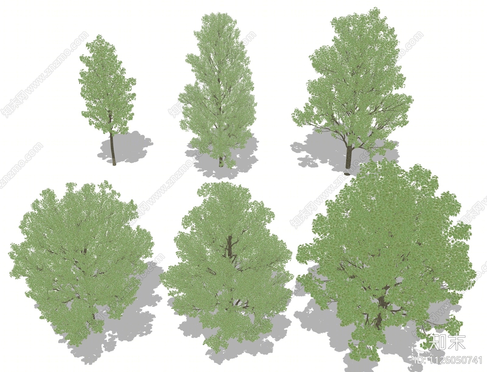 梧桐树乔木SU模型下载【ID:1126050741】