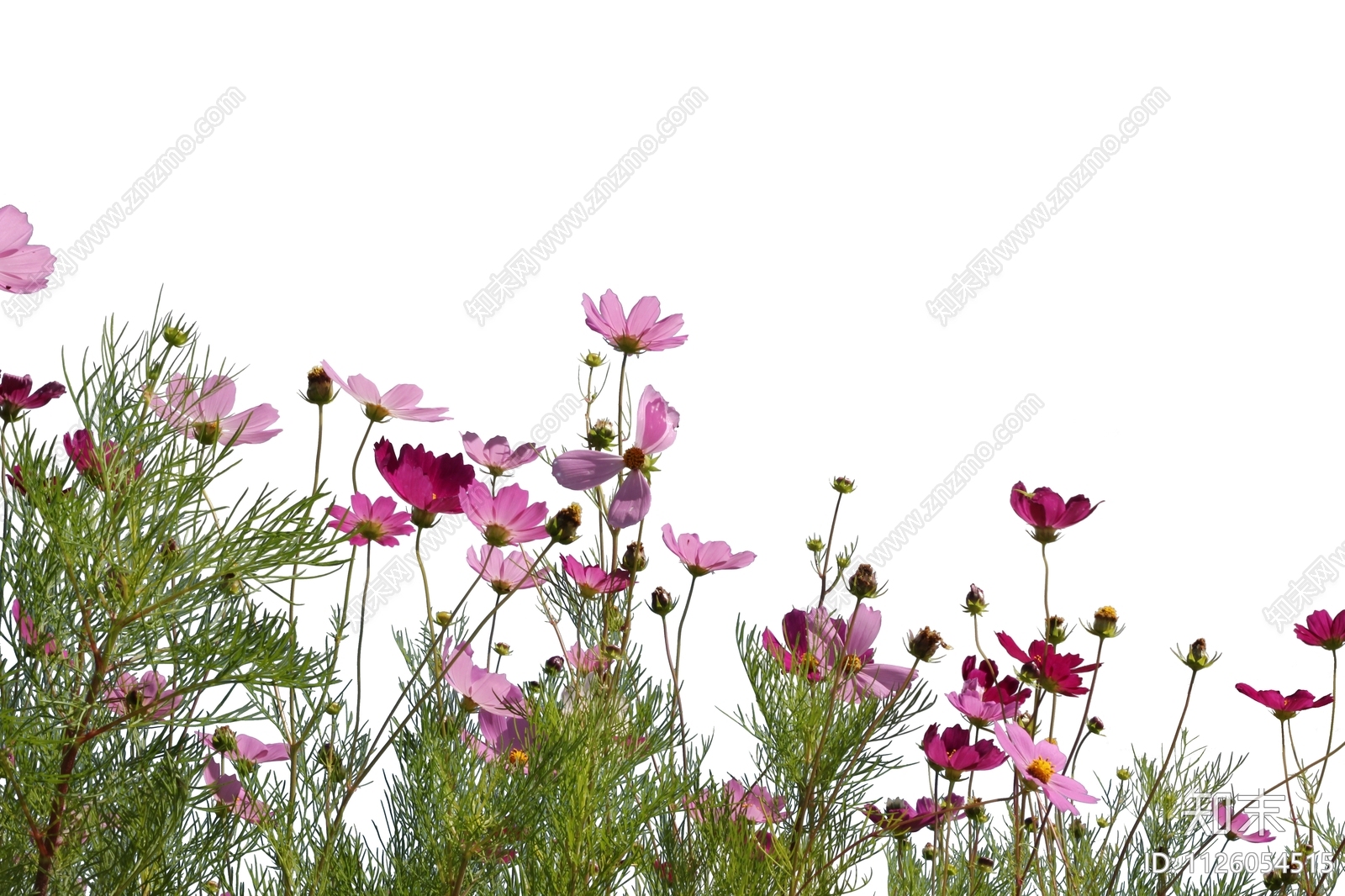 前景花卉植物效果图PSD免抠贴图下载【ID:1126054515】_【知末网贴图库】