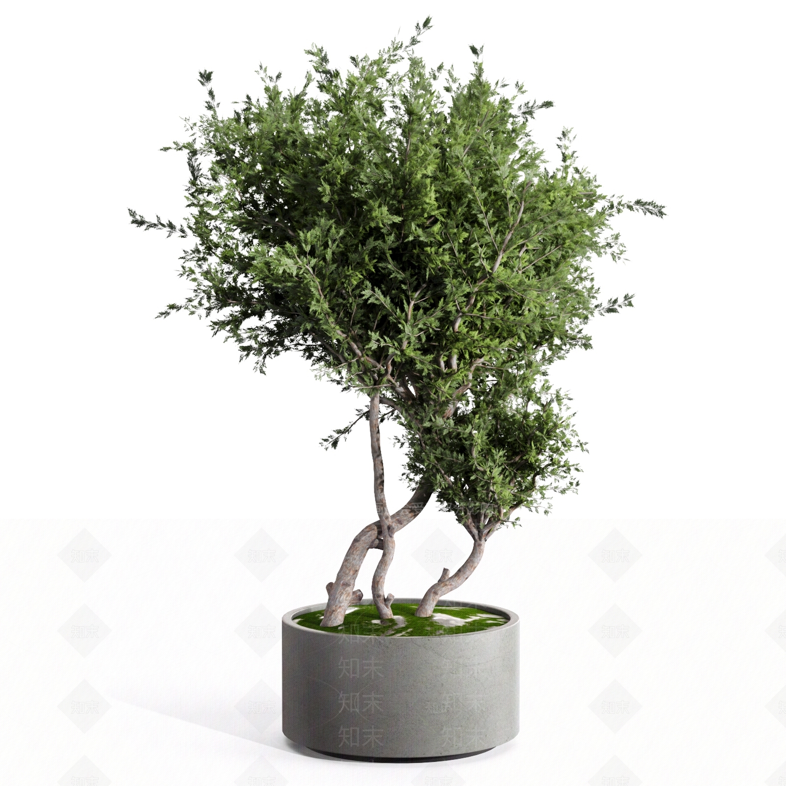 植物盆栽3D模型下载【ID:1126122018】_知末3d模型网