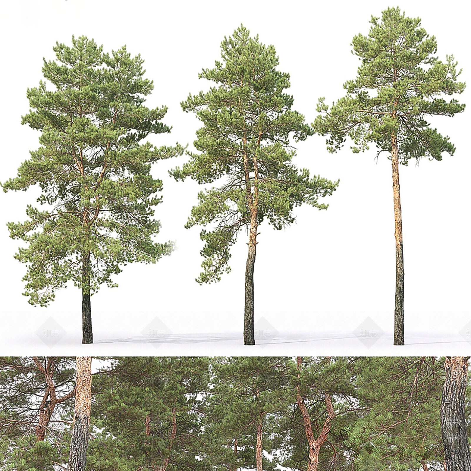 樟子松景观乔木树木组合SU模型下载【ID:1126178799】