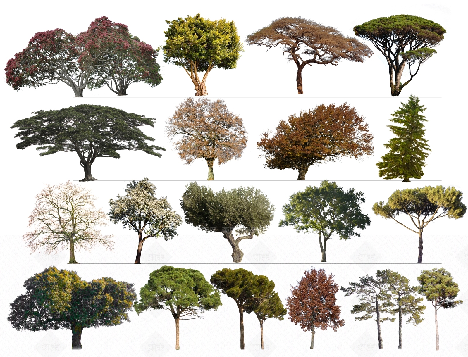 2D精品点景树SU模型下载【ID:1126454719】