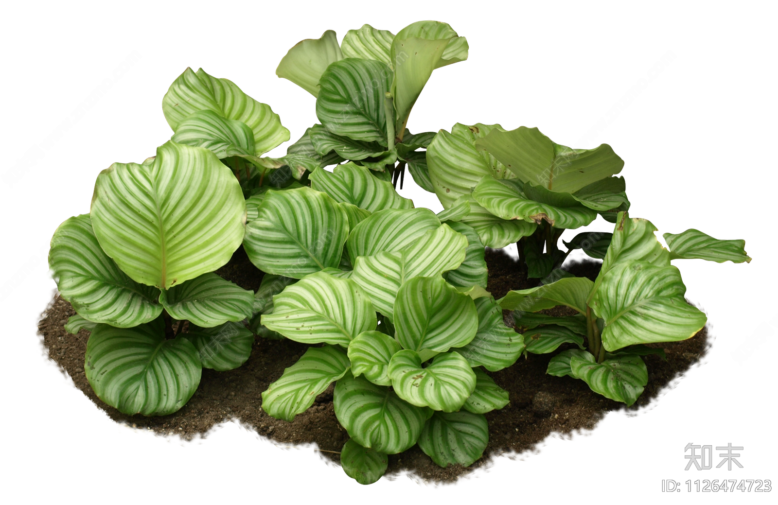 景观植物免扣png贴图下载【ID:1126474723】_【知末网贴图库】