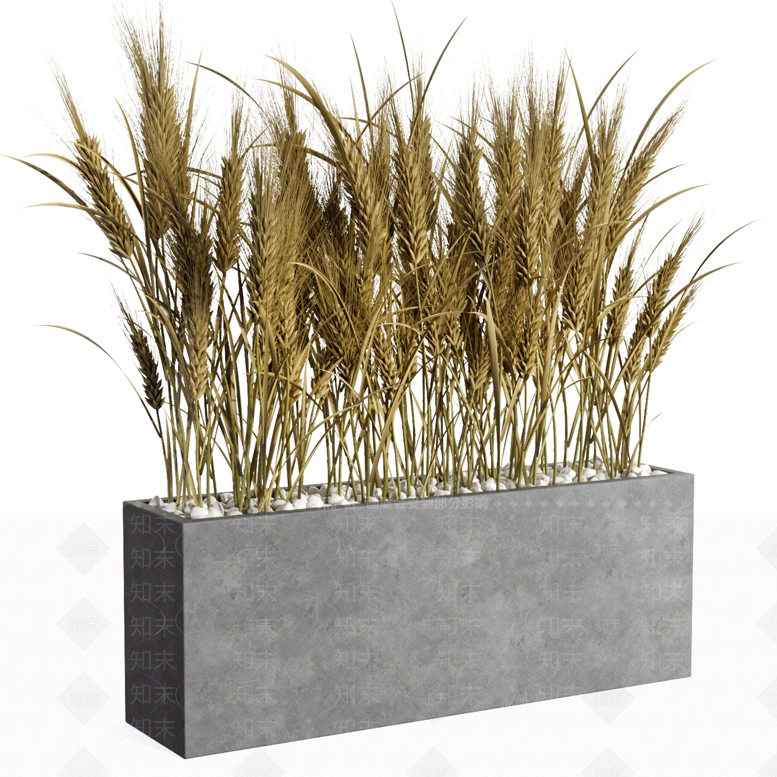 芦苇盆栽3D模型下载【ID:1126521683】