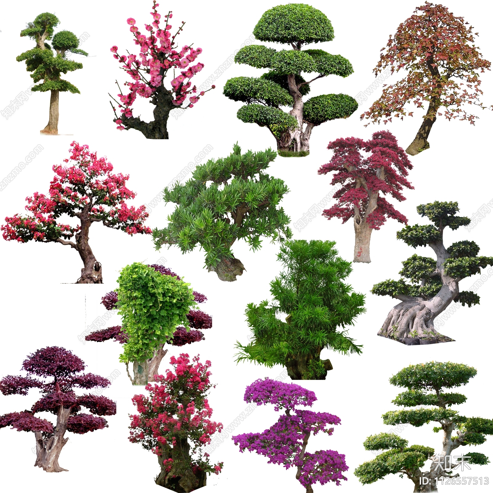 造型松植物景观效果图PSD免抠贴图下载【ID:1126557513】