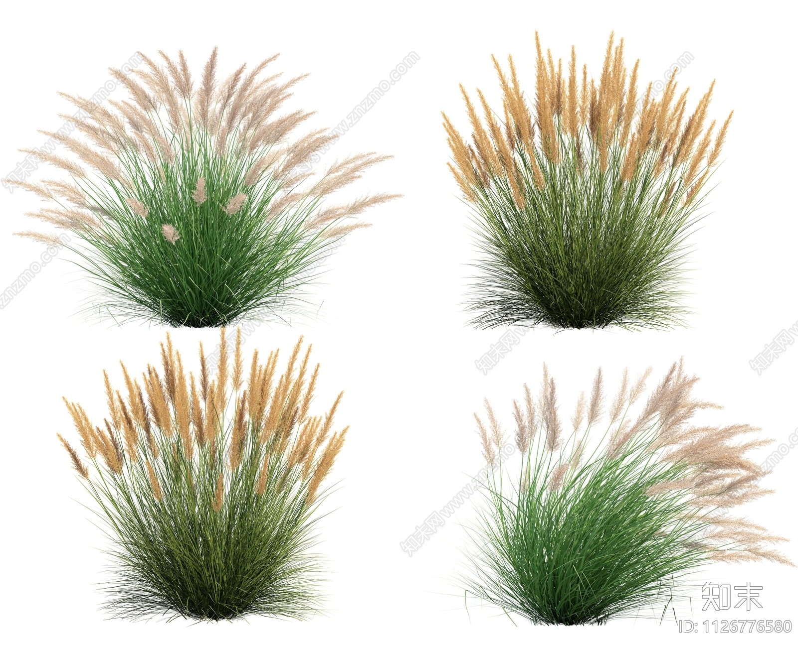 观赏草花卉植物效果图PSD免抠下载【ID:1126776580】undefined