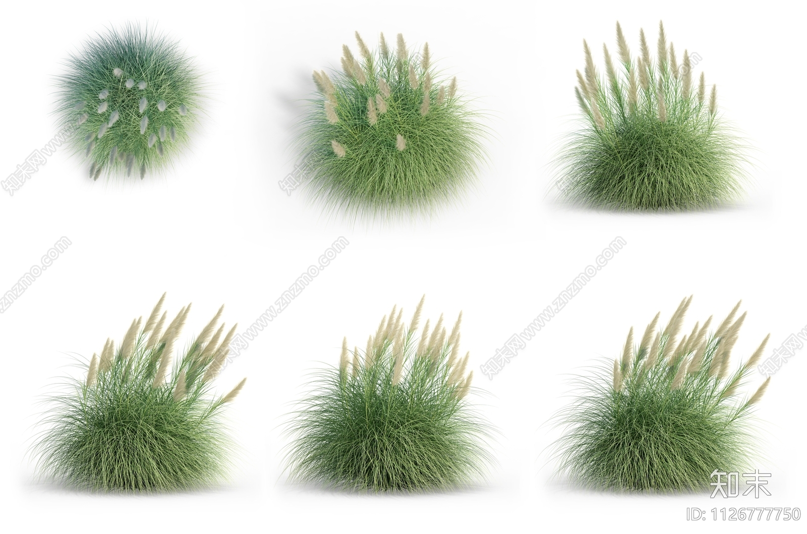 观赏草花卉植物效果图PSD免抠贴图下载【ID:1126777750】_【知末网贴图库】