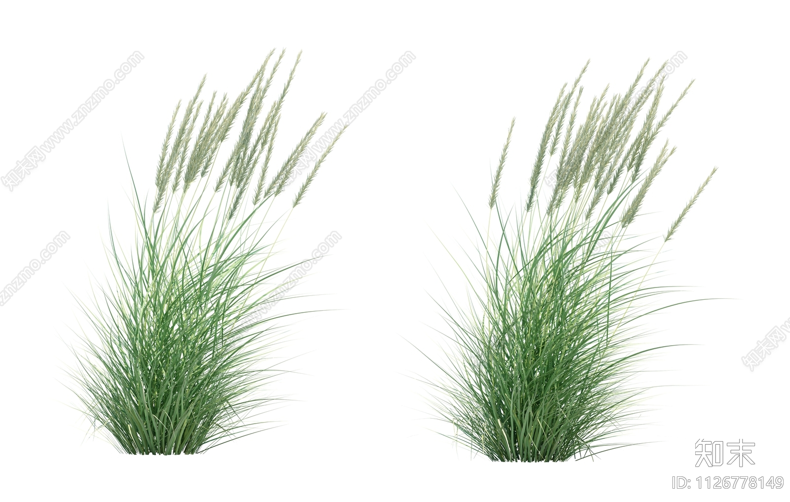 观赏草花卉植物效果图PSD免抠贴图下载【ID:1126778149】_【知末网贴图库】