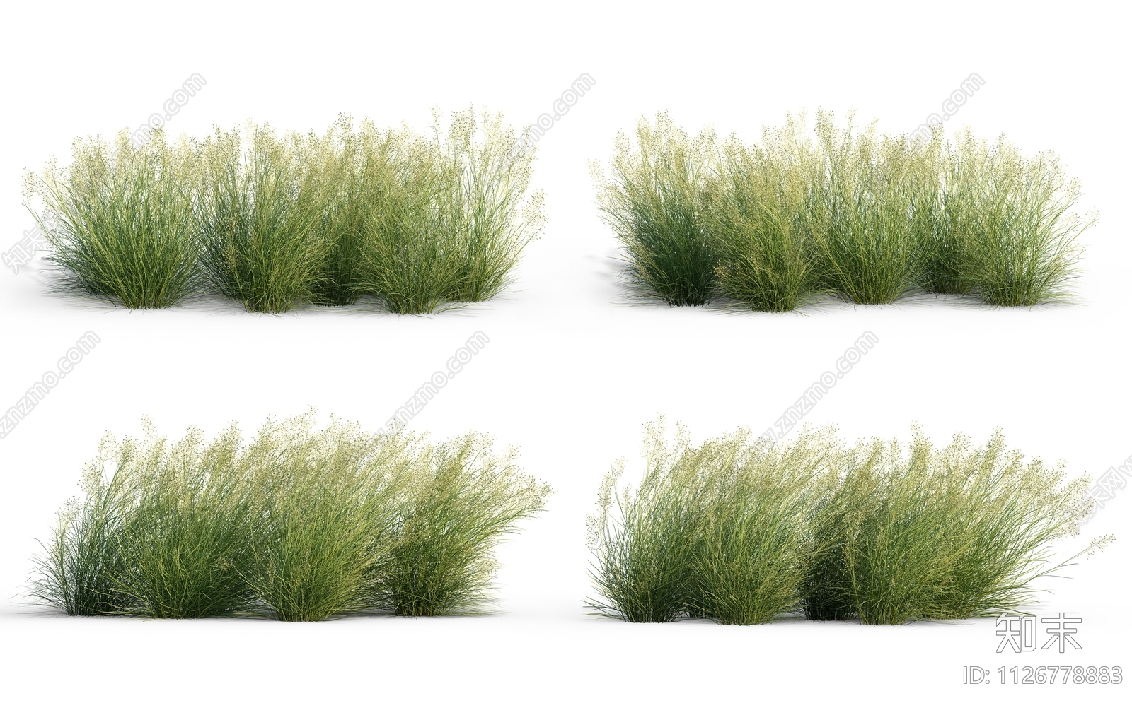 观赏草花卉植物效果图PSD免抠下载【ID:1126778883】undefined