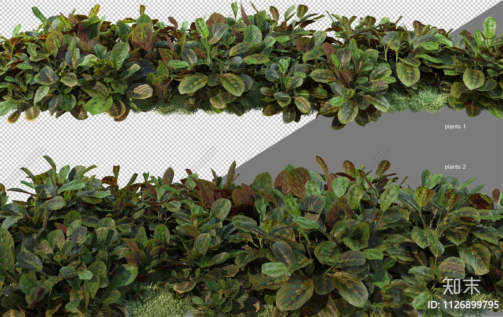 观叶灌木植物效果图PSD免抠贴图下载【ID:1126899795】_【知末网贴图库】