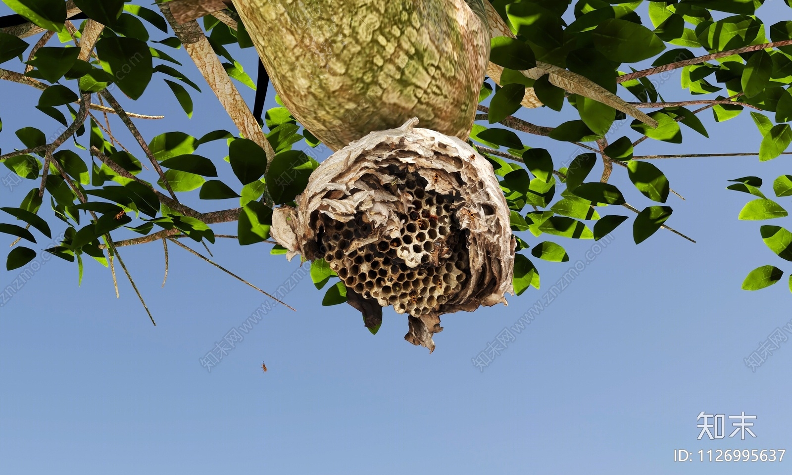 马蜂3D模型下载【ID:1126995637】