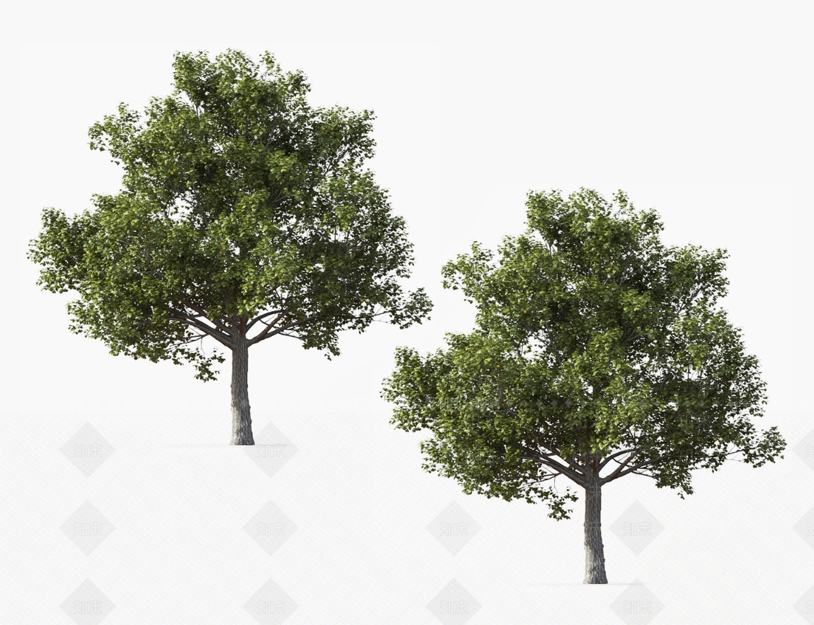 菩提树3D模型下载【ID:1127168110】