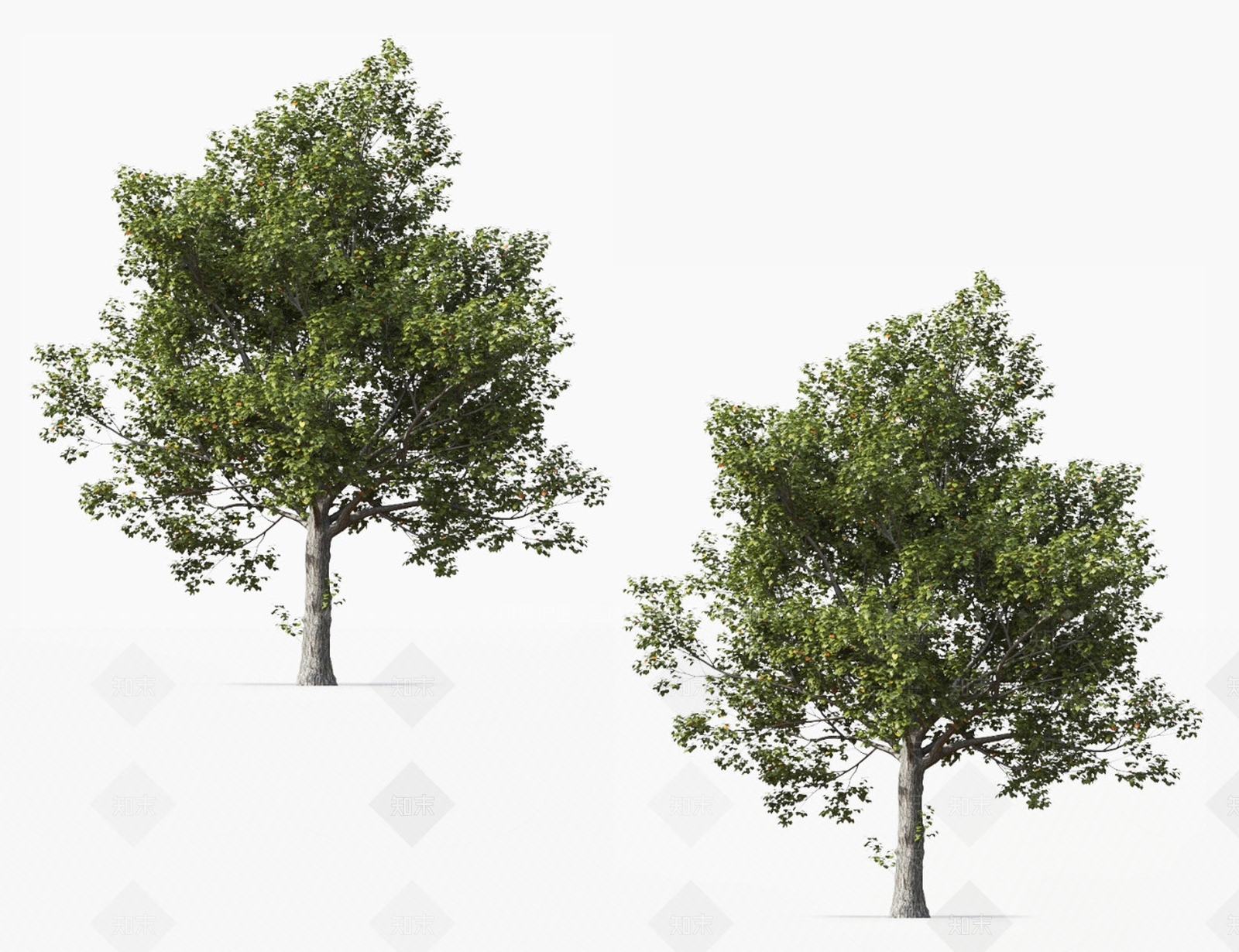 菩提树3D模型下载【ID:1127168262】