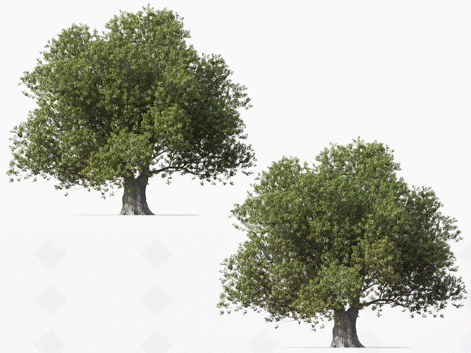 菩提树3D模型下载【ID:1127168337】