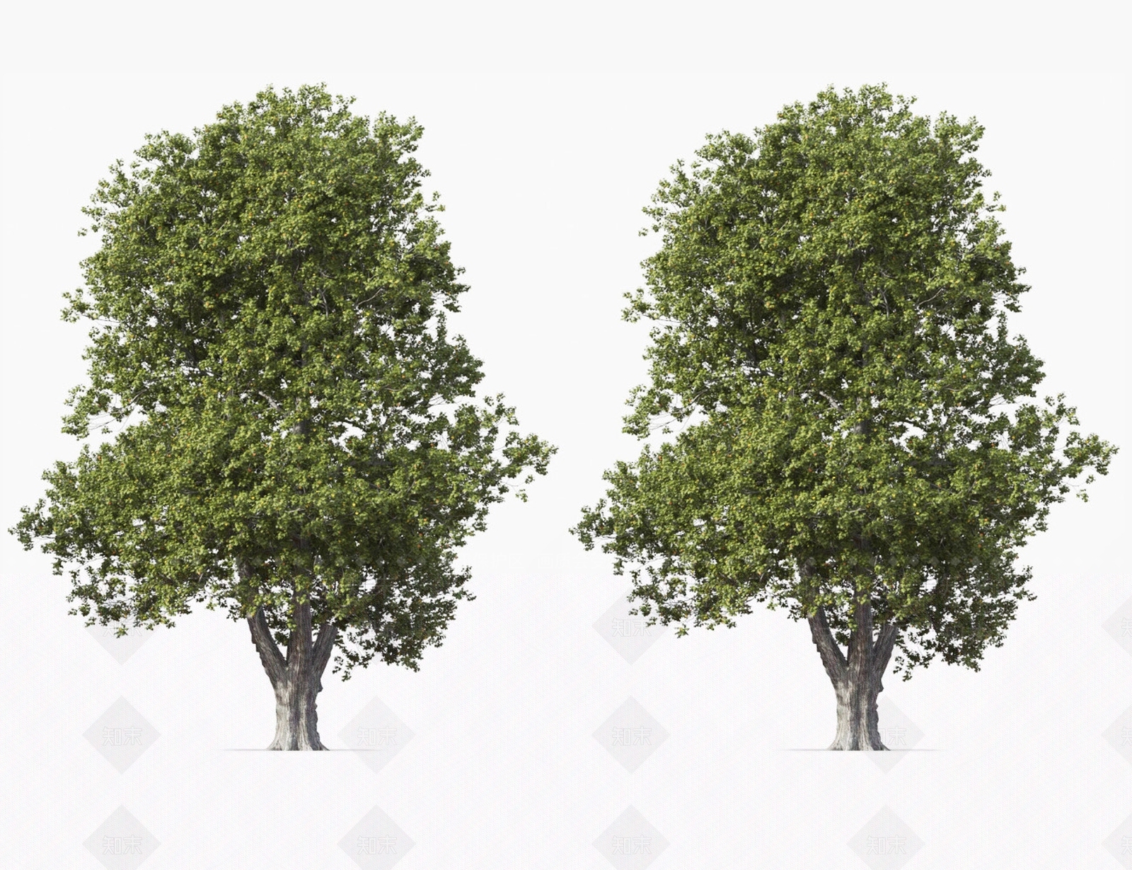 菩提树3D模型下载【ID:1127168573】