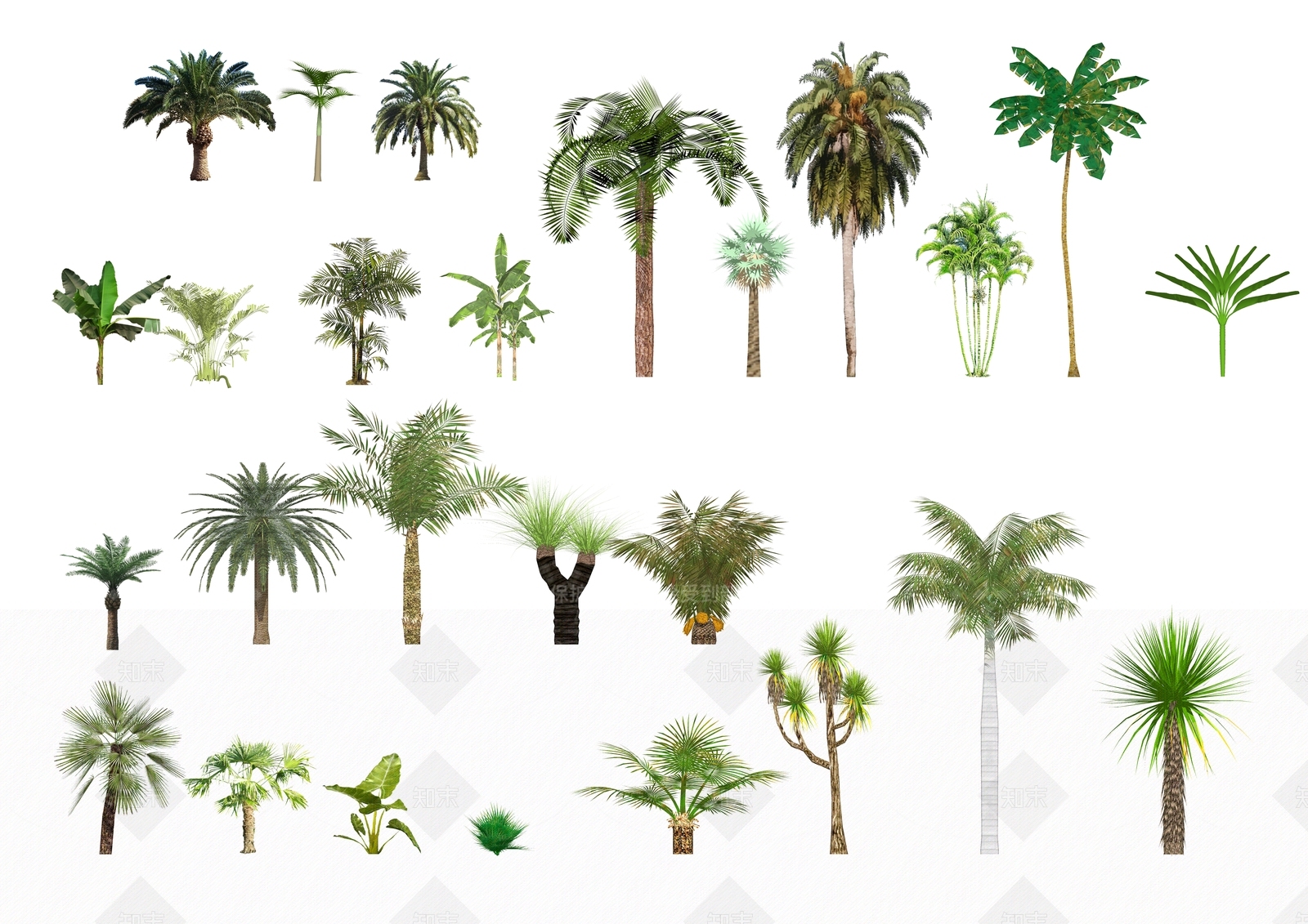 热带棕榈树SU模型下载【ID:1127191661】