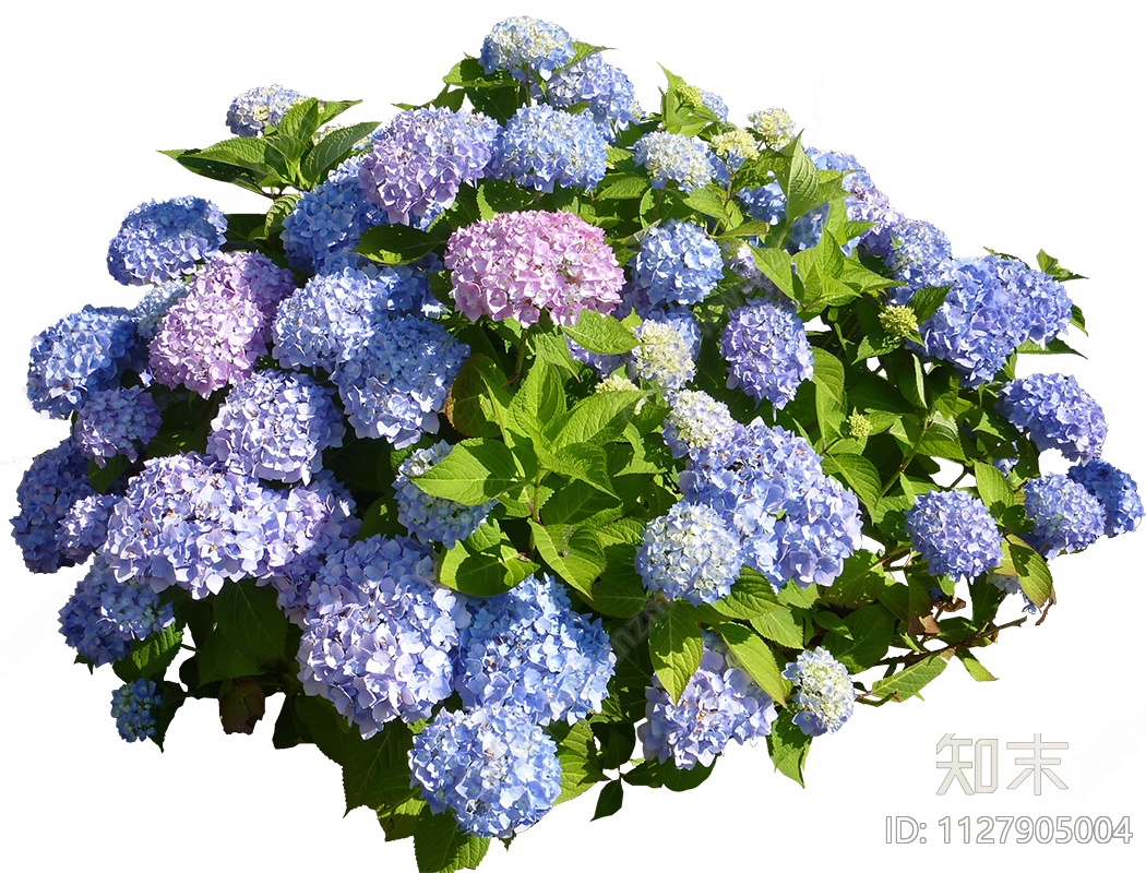 园艺植物紫色绣球花花丛免抠贴图下载【ID:1127905004】