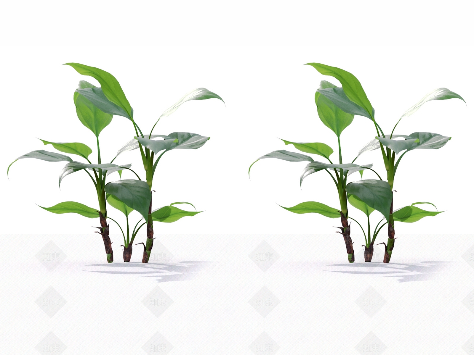 万年青3D模型下载【ID:1128141636】