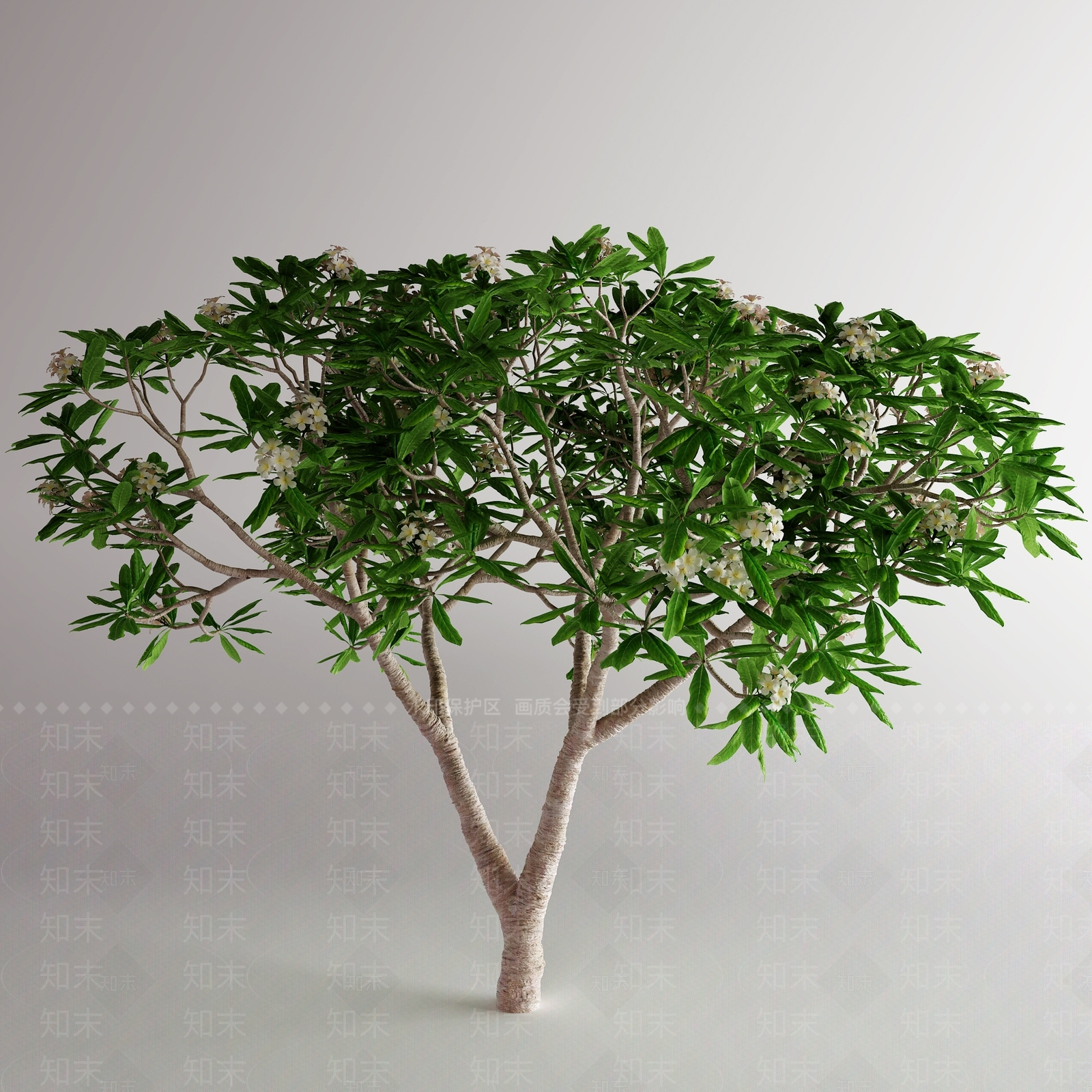 鸡蛋花树3D模型下载【ID:1128349727】