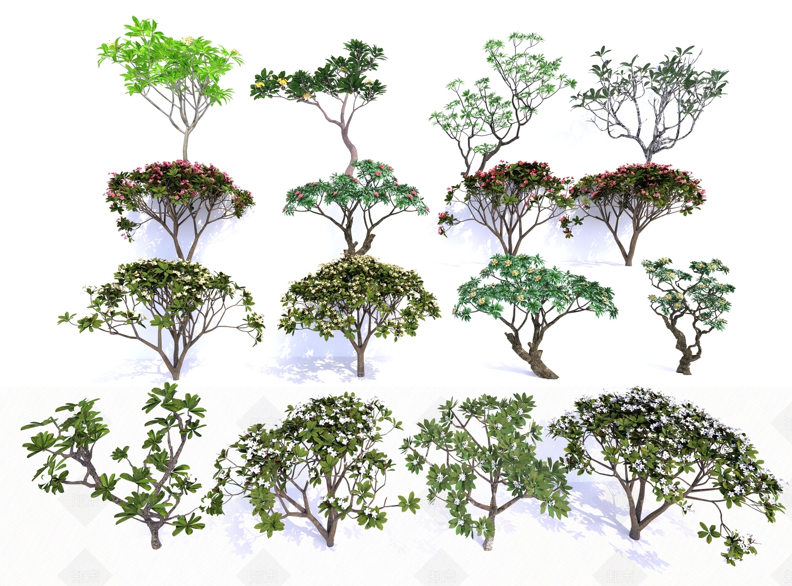 鸡蛋花SU模型下载【ID:1128782095】