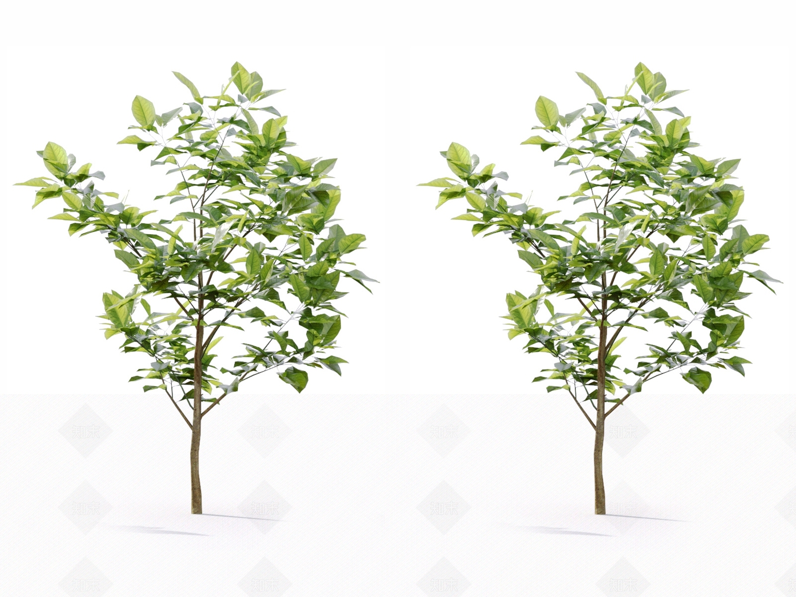 乔木3D模型渲染效果图