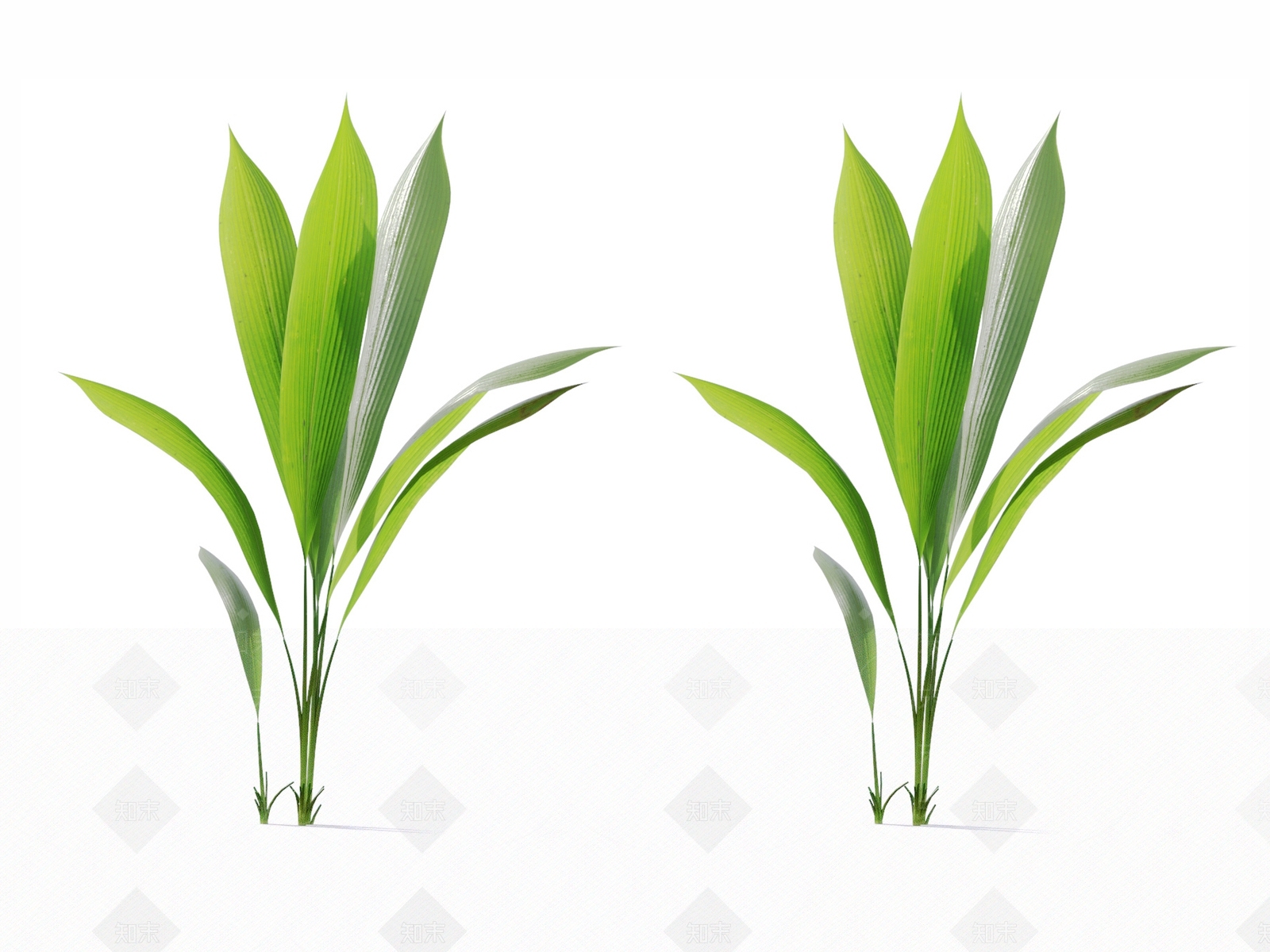 大叶仙茅3D模型下载【ID:1129490339】