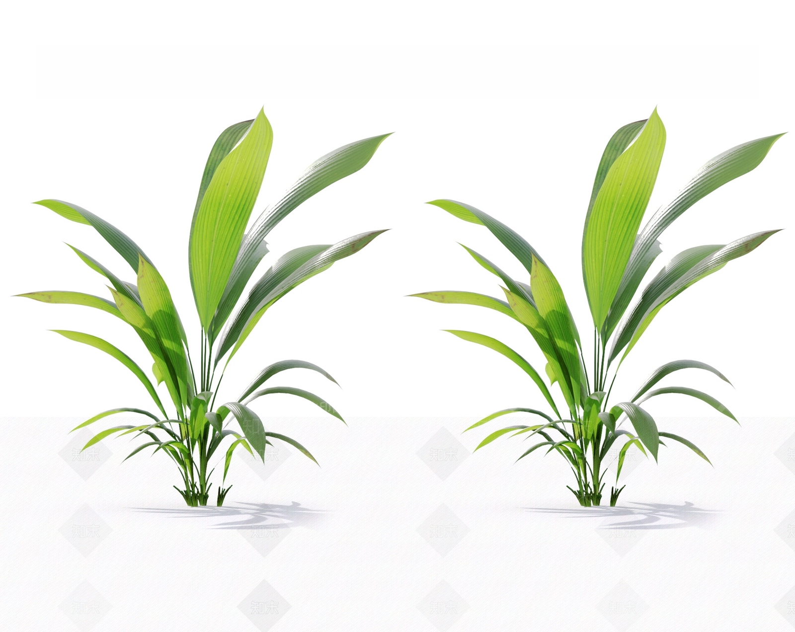 大叶仙茅3D模型下载【ID:1129490378】
