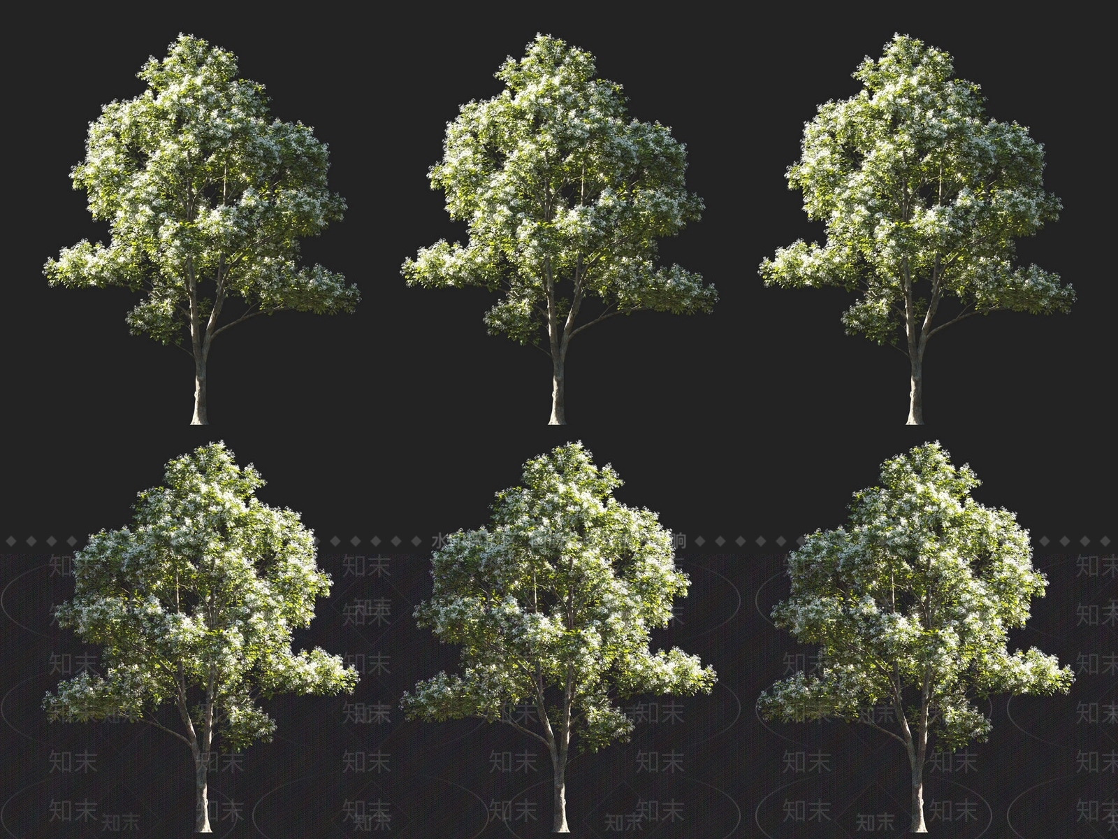 流苏树3D模型下载【ID:1129557653】