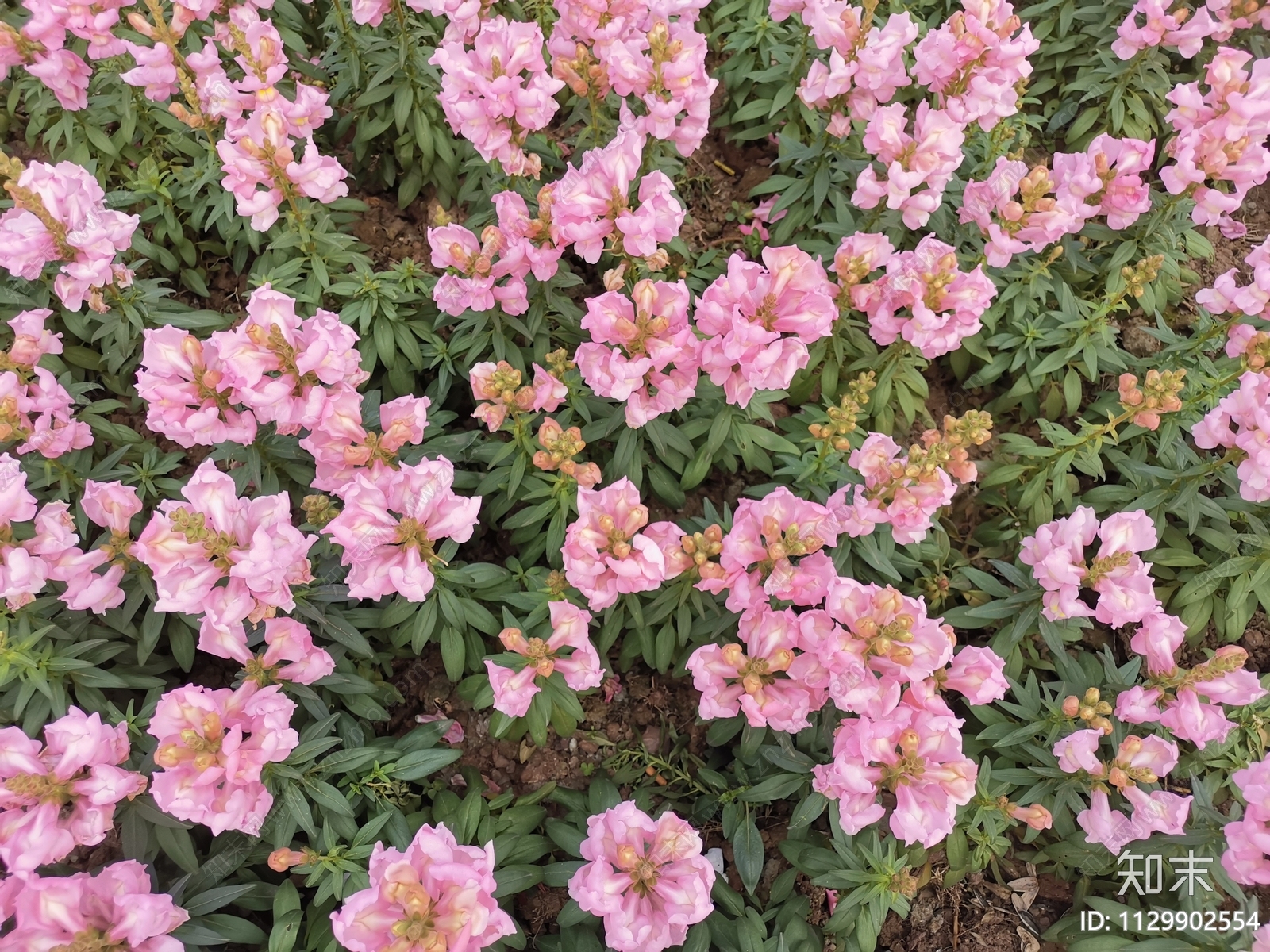 鲜花草地植物贴图下载【ID:1129902554】