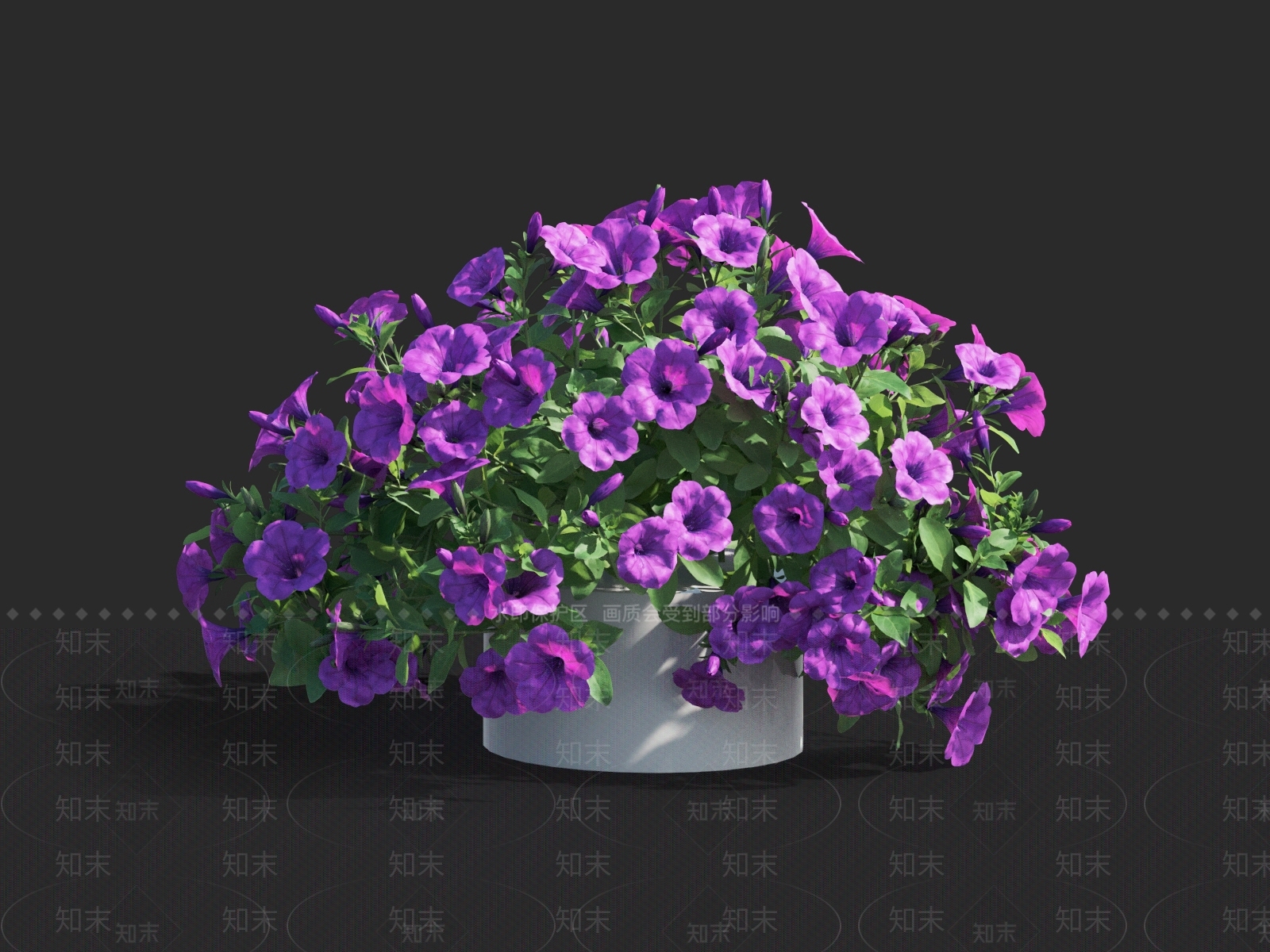 矮牵牛3D模型下载【ID:1130171467】