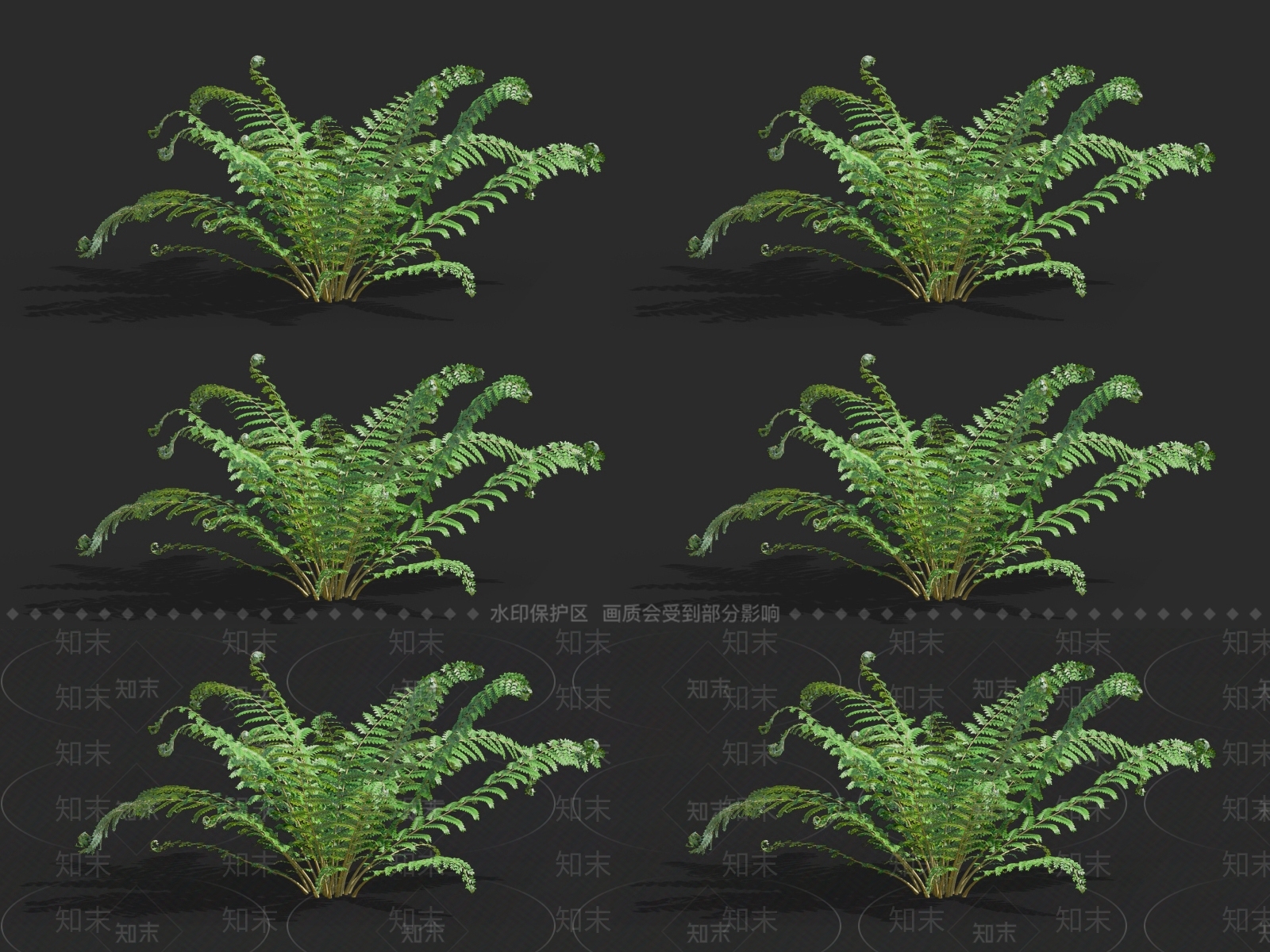 多育耳蕨3D模型下载【ID:1130452707】