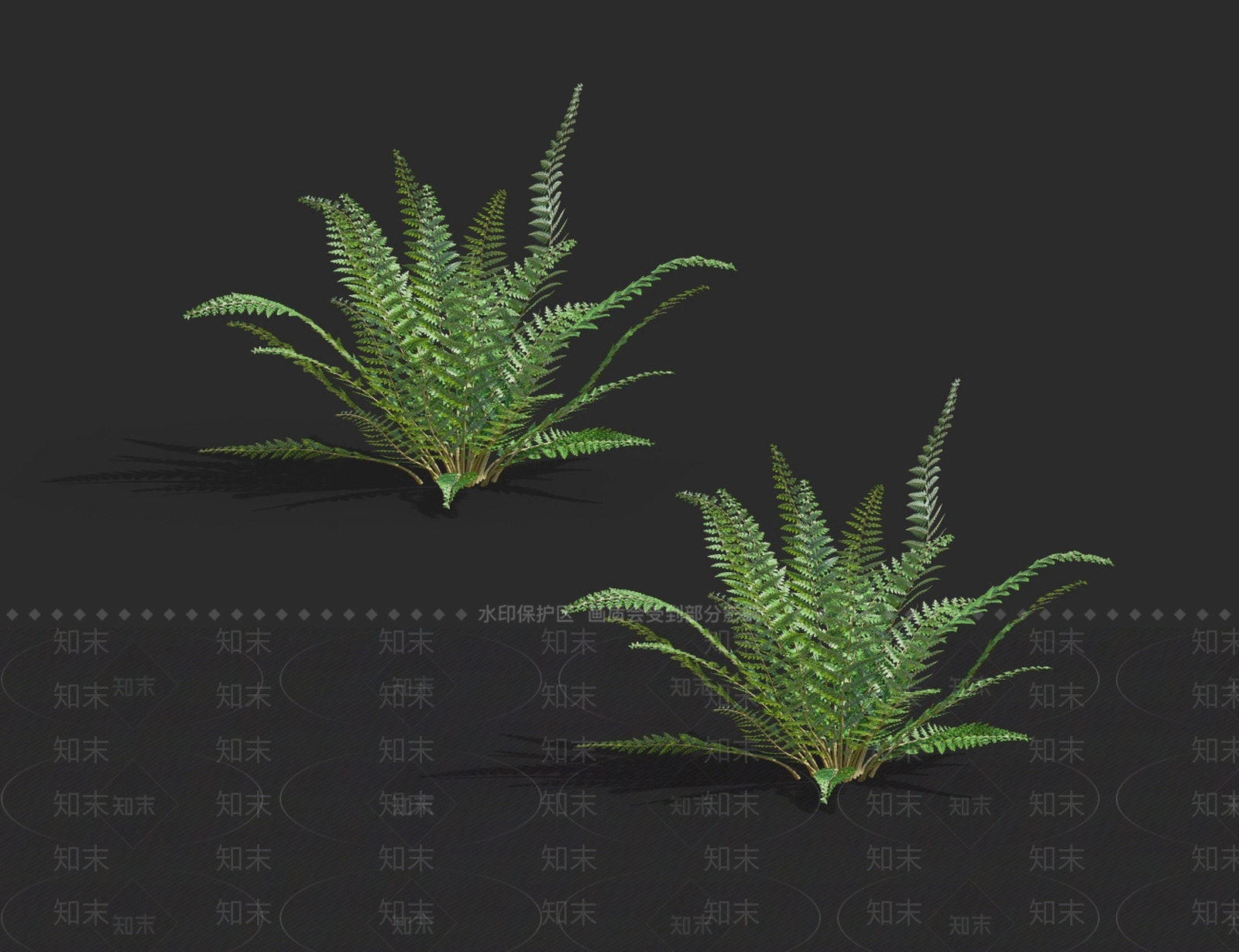 多育耳蕨3D模型下载【ID:1130452821】