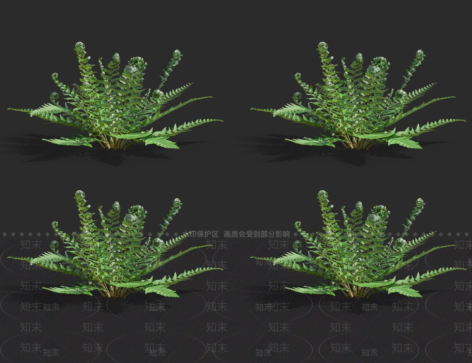 多育耳蕨3D模型下载【ID:1130452947】