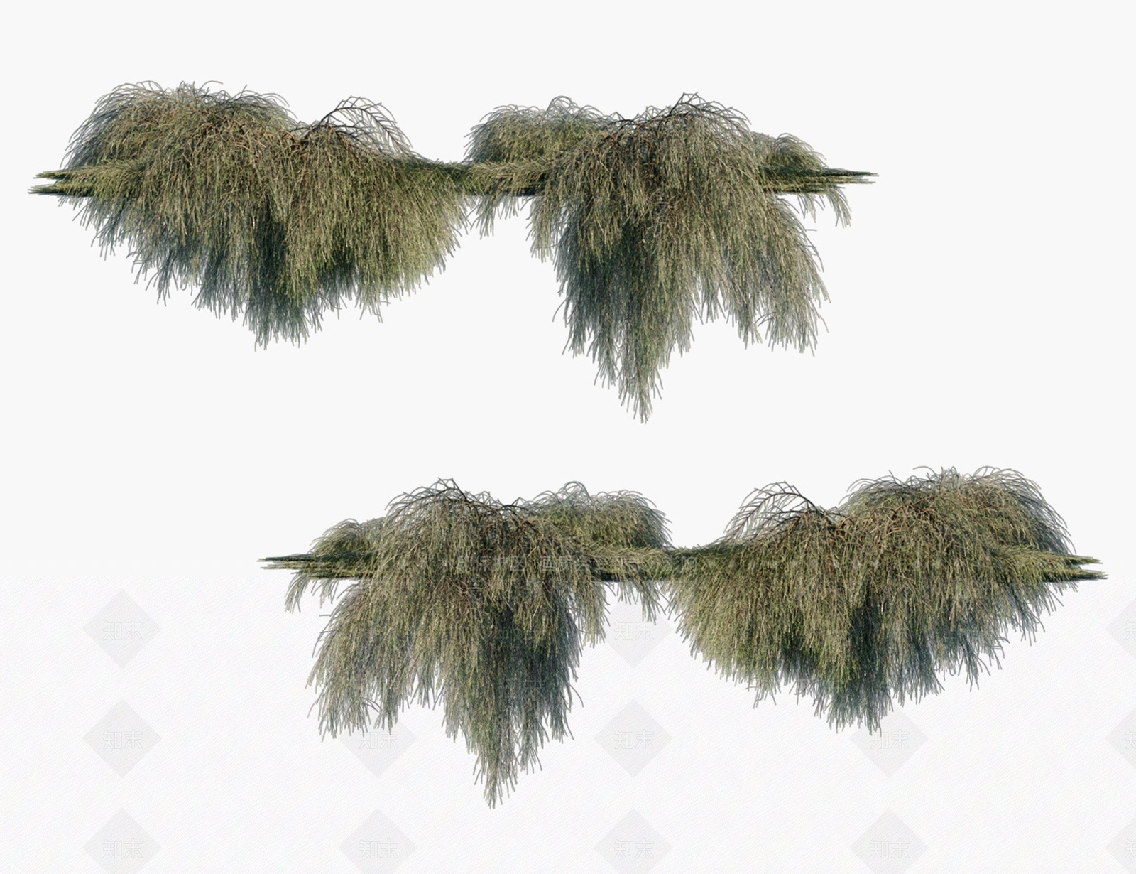 枝木麻黄叶3D模型下载【ID:1130461488】