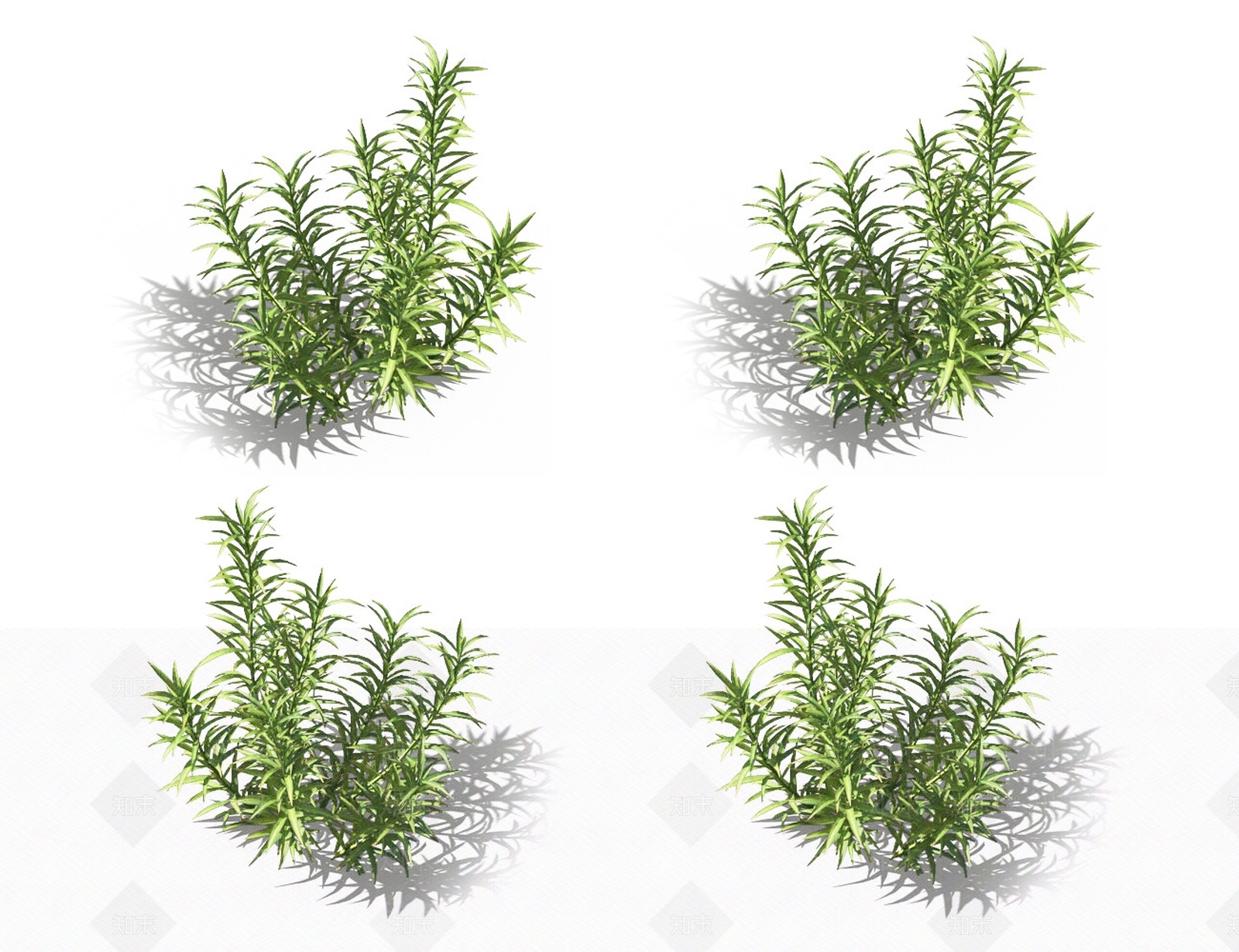 金发藓3D模型下载【ID:1131379771】