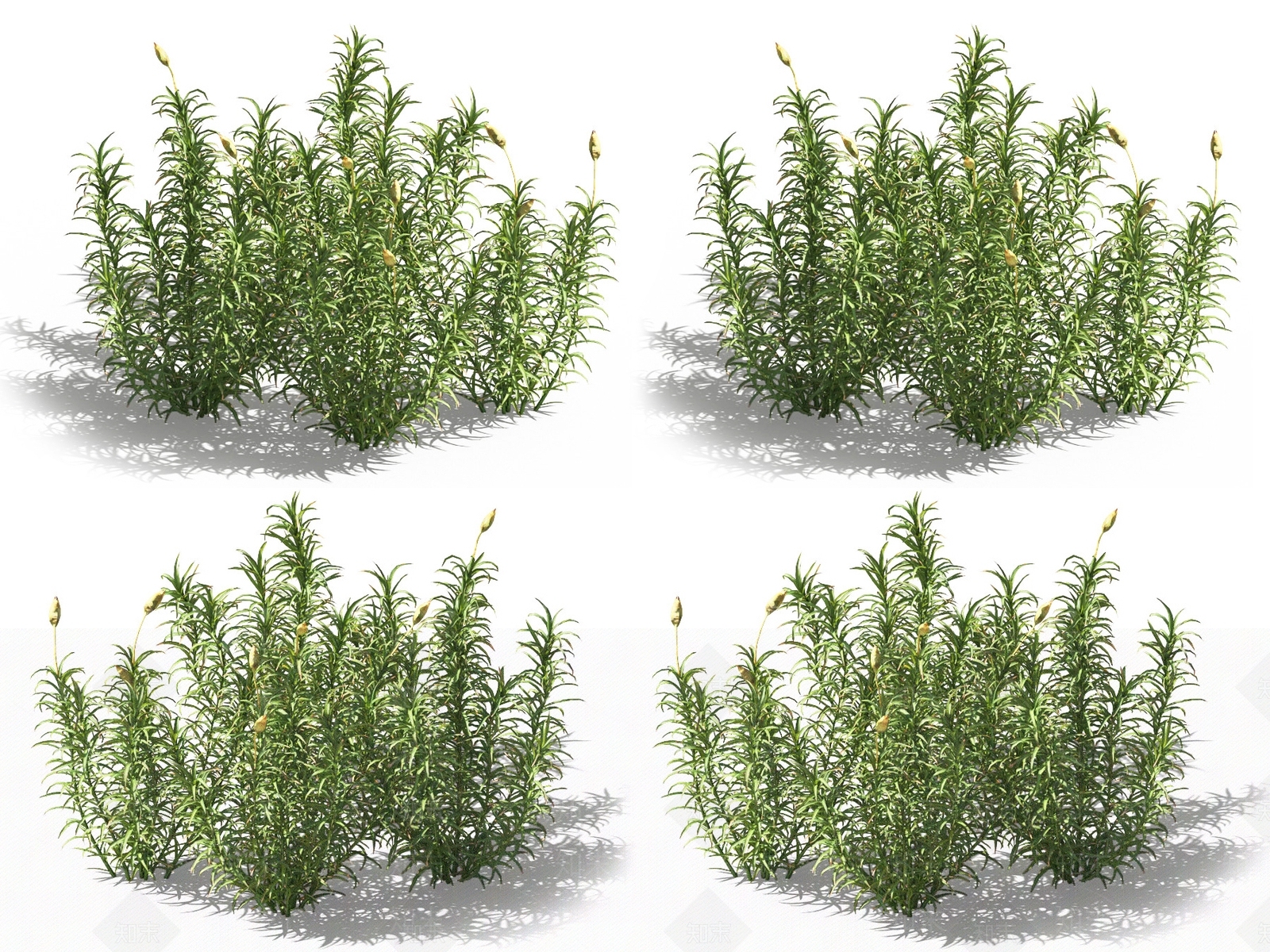 金发藓3D模型下载【ID:1131379611】