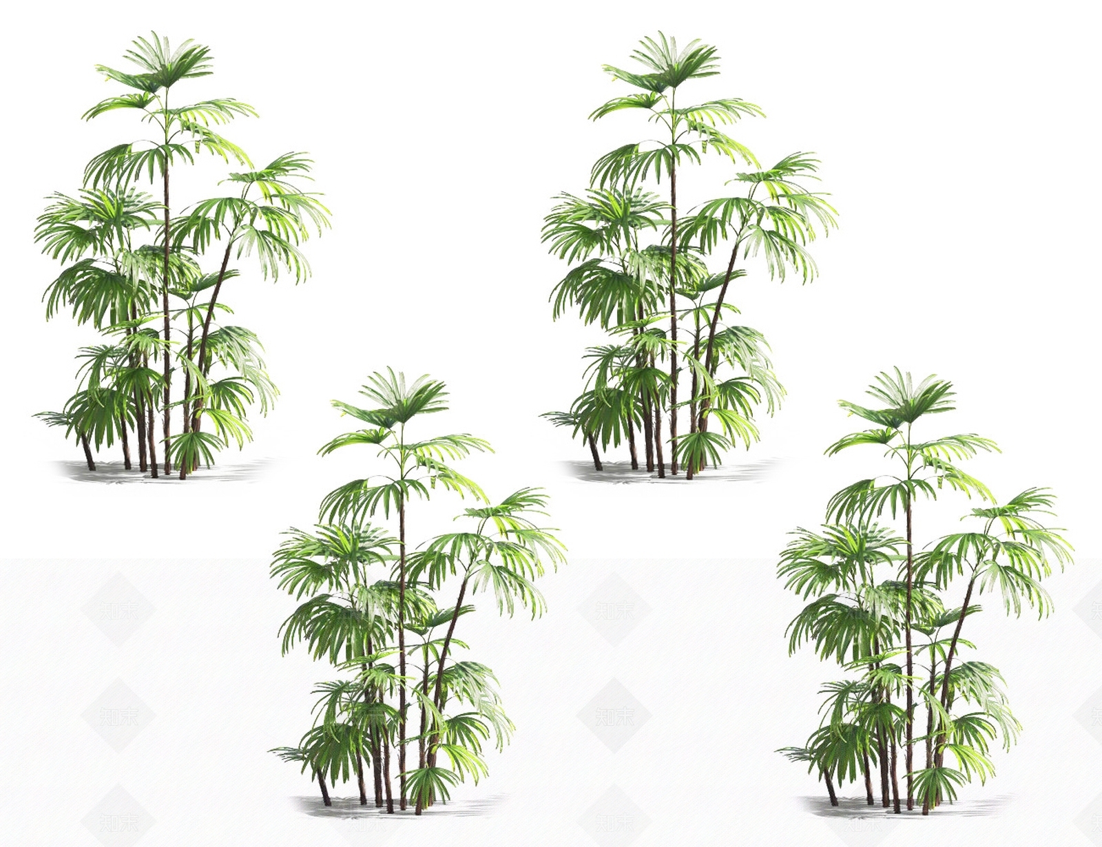 棕竹3D模型下载【ID:1131380186】