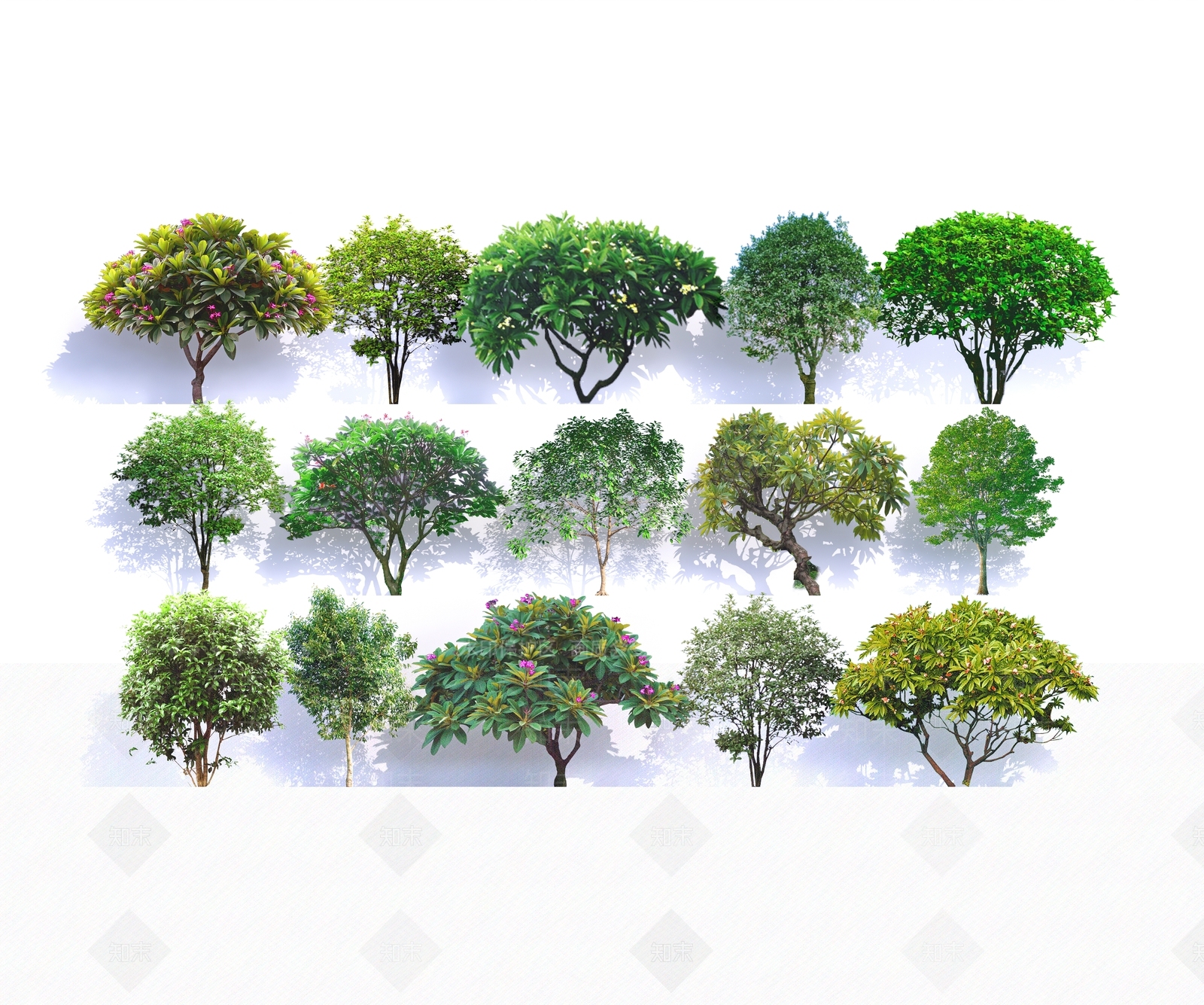 鸡蛋花SU模型下载【ID:1131552121】